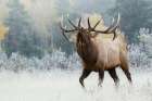 Bull elk asserting his dominance on frosty October morning, Canadian Rockies Art Print